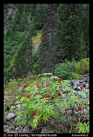 Shrub with berries and conifer forest. Mount Rainier National Park (color)