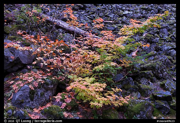 Shrubs in autumn color growing on talus slope. Mount Rainier National Park (color)