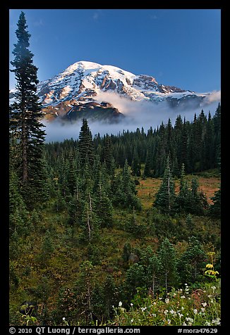 Conifer forest, meadows, and Mt Rainier viewed from below Paradise. Mount Rainier National Park (color)