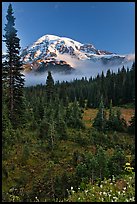 Conifer forest, meadows, and Mt Rainier viewed from below Paradise. Mount Rainier National Park ( color)