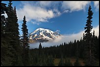Conifers, clouds, and Mount Rainier. Mount Rainier National Park ( color)