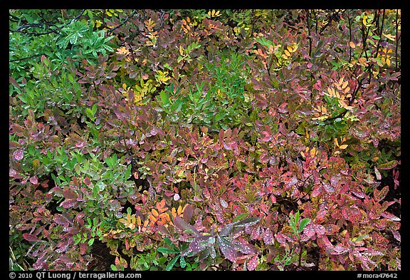 Close-up of multicolored berry leaves. Mount Rainier National Park (color)