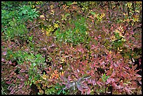 Close-up of multicolored berry leaves. Mount Rainier National Park, Washington, USA.