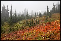 Foggy alpine meadows in autumn. Mount Rainier National Park, Washington, USA.