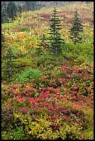 Alpine meadaw with berry plants in autumn color. Mount Rainier National Park, Washington, USA.