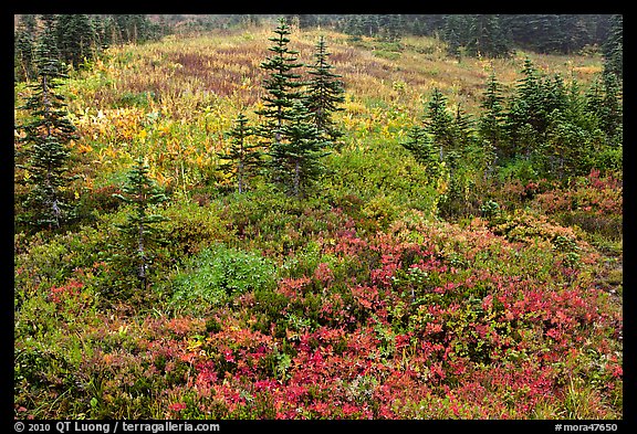 Paradise meadow in the fall. Mount Rainier National Park (color)