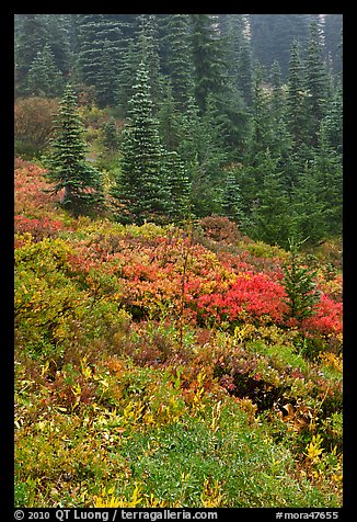 Meadow and forest in autumn. Mount Rainier National Park (color)