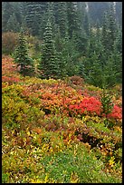 Meadow and forest in autumn. Mount Rainier National Park, Washington, USA.