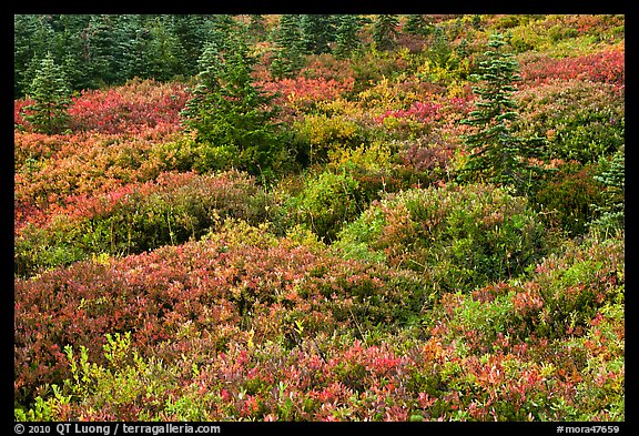Alpine garden in the fall. Mount Rainier National Park (color)
