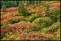 Alpine garden in the fall. Mount Rainier National Park ( color)