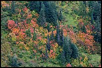 Slope with conifers and vine maples in autumn. Mount Rainier National Park ( color)