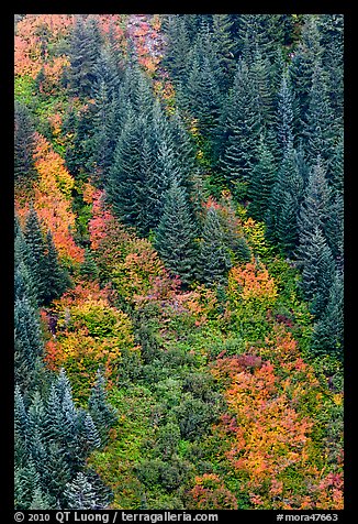 Slope with conifers and shrubs in fall color. Mount Rainier National Park (color)