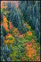 Slope with conifers and shrubs in fall color. Mount Rainier National Park ( color)
