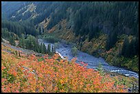 Stevens Canyon in autumn. Mount Rainier National Park, Washington, USA. (color)