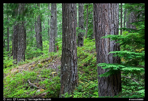 Conifer forest near Ohanapecosh. Mount Rainier National Park (color)