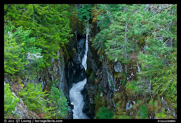 Mossy green basalt canyon. Mount Rainier National Park (color)
