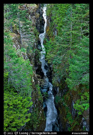 Canyon of the Muddy Fork of Cowlitz River. Mount Rainier National Park (color)