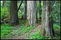 Patriarch Grove. Mount Rainier National Park ( color)
