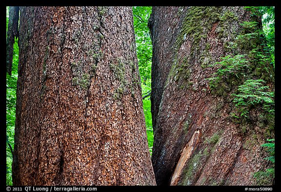 Twin trunks of 1000 year old douglas firs. Mount Rainier National Park (color)