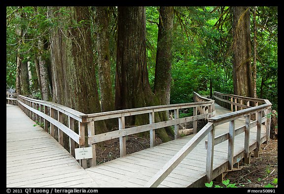 Boardwalk, Patriarch Grove. Mount Rainier National Park (color)