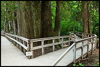 Boardwalk, Patriarch Grove. Mount Rainier National Park ( color)