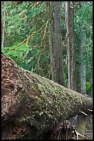 Moss-covered fallen tree in Patriarch Grove. Mount Rainier National Park, Washington, USA. (color)