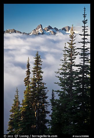 Spruce trees and cloud-filled valley. Mount Rainier National Park (color)