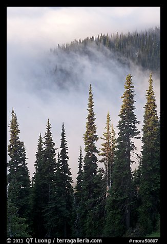 Forest and low clouds. Mount Rainier National Park (color)