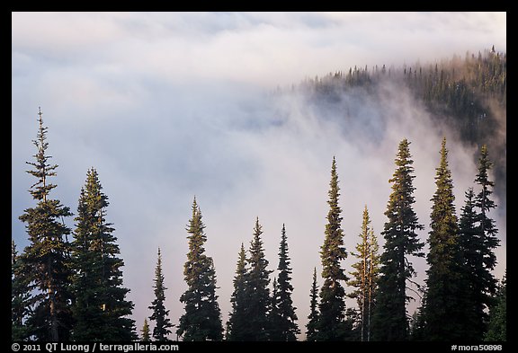 Trees, ridge, and fog. Mount Rainier National Park (color)