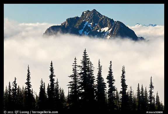 Spruce trees and Goat Island Mountain emerging from clouds. Mount Rainier National Park (color)