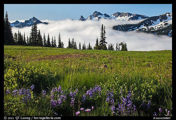 Lupine, meadow, and mountains emerging from clouds. Mount Rainier National Park (color)