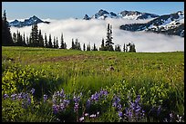 Lupine, meadow, and mountains emerging from clouds. Mount Rainier National Park ( color)