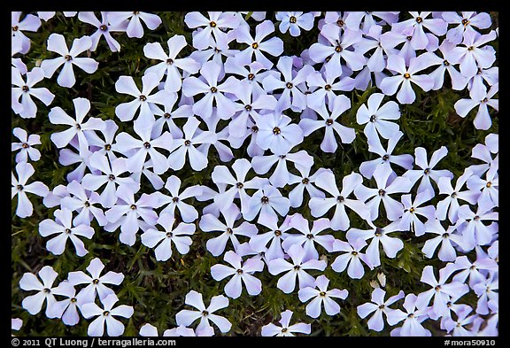 Cluster of alpine flowers. Mount Rainier National Park (color)