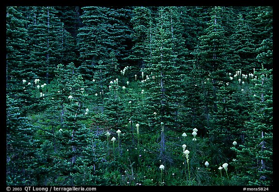 Beargrass and dark conifer trees. Mount Rainier National Park, Washington, USA.