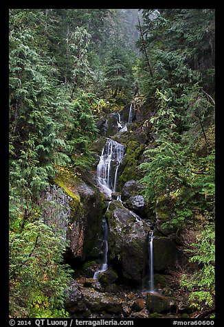 Multi-tiered waterfall in old-growth forest. Mount Rainier National Park (color)