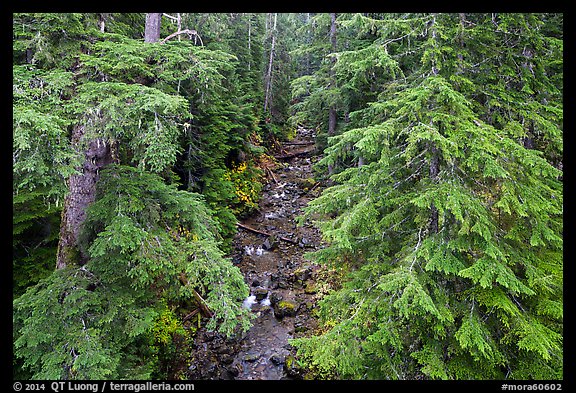 Creek in old-growth forest from above. Mount Rainier National Park (color)