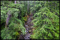 Creek in old-growth forest from above. Mount Rainier National Park ( color)