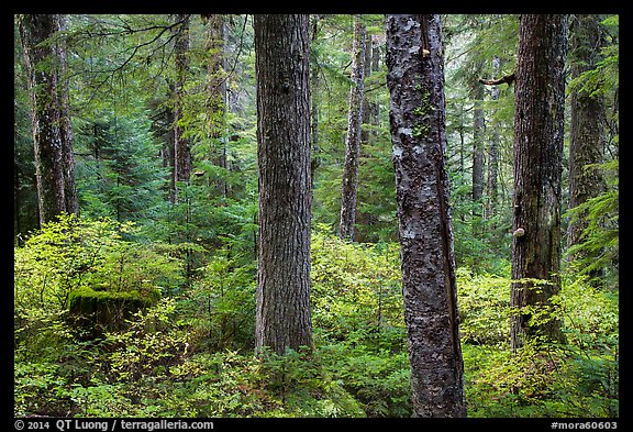 Old-growth forest in autumn. Mount Rainier National Park (color)