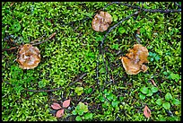 Close-up of mushrooms and ground plants. Mount Rainier National Park ( color)