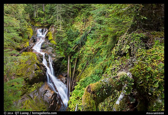 Multi-tiered Deer Creek Falls dropping in forest. Mount Rainier National Park (color)
