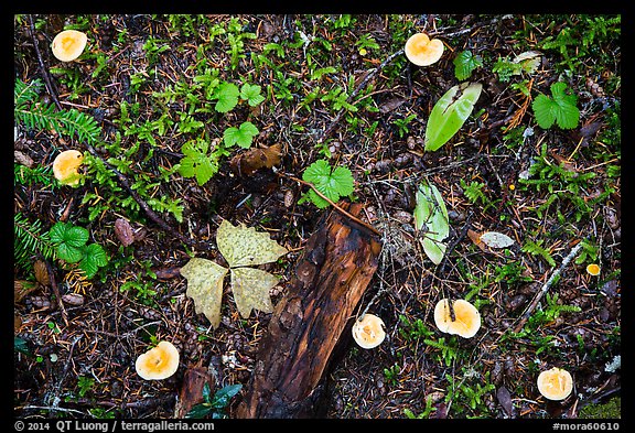 Close-up of forest floor with many mushrooms. Mount Rainier National Park (color)