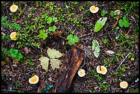 Close-up of forest floor with many mushrooms. Mount Rainier National Park ( color)