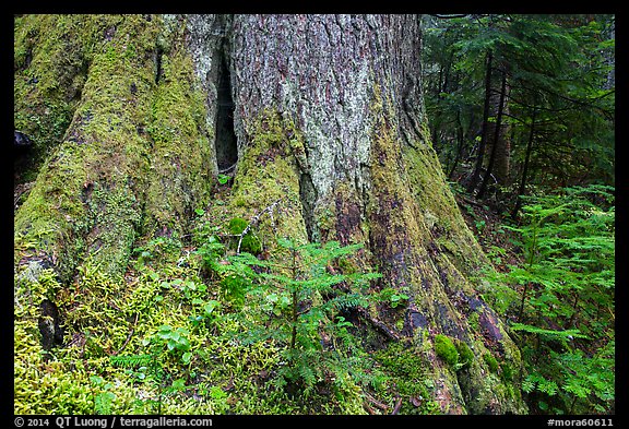 Base of tree trunk coverd with moss. Mount Rainier National Park (color)