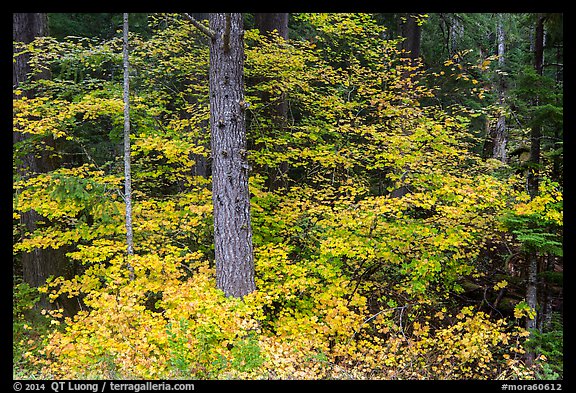 Vine maple in autumn foliage around tree. Mount Rainier National Park (color)