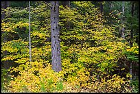 Vine maple in autumn foliage around tree. Mount Rainier National Park ( color)