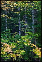 Vine maple and tree trunks. Mount Rainier National Park ( color)