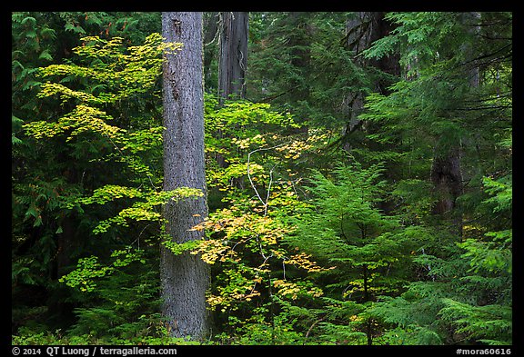Ohanapecosh rain forest with vine maple in autumn. Mount Rainier National Park (color)