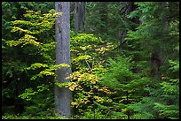 Ohanapecosh rain forest with vine maple in autumn. Mount Rainier National Park ( color)