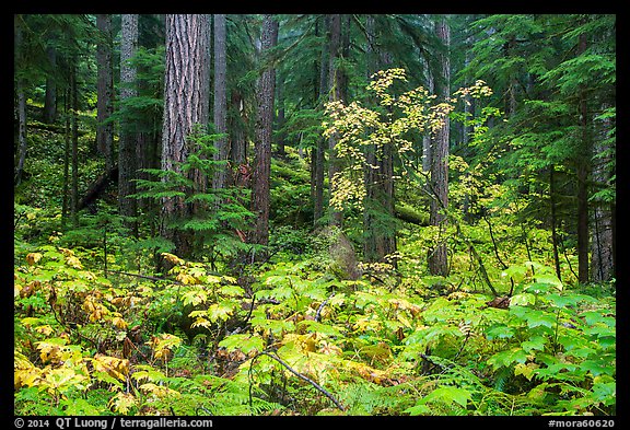 Ohanapecosh forest with bright undergrowth in autumn. Mount Rainier National Park (color)