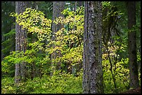 Ohanapecosh forest with yellow vine maple in autumn. Mount Rainier National Park ( color)